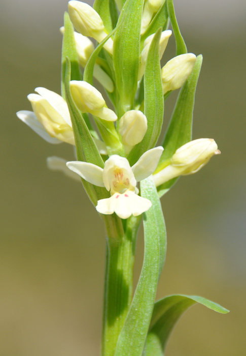 Dactylorhiza insularis / Dactiloriza delle isole