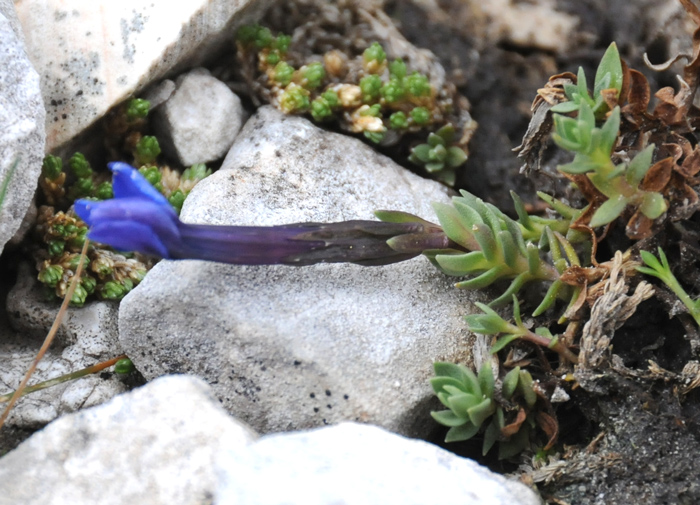 Gentiana terglouensis / Genziana del Monte Tricorno