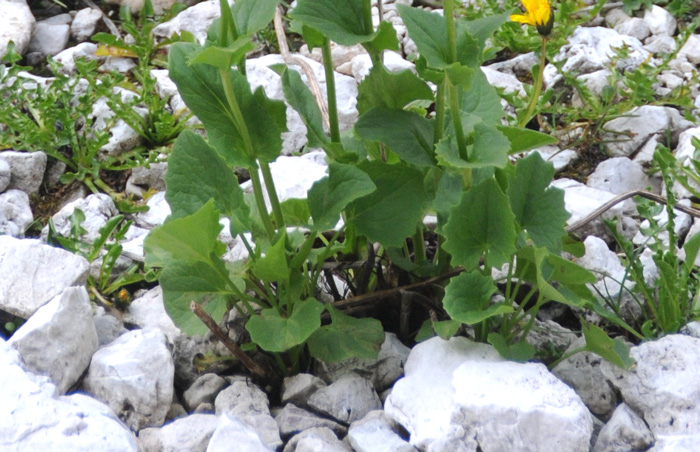 Doronicum columnae