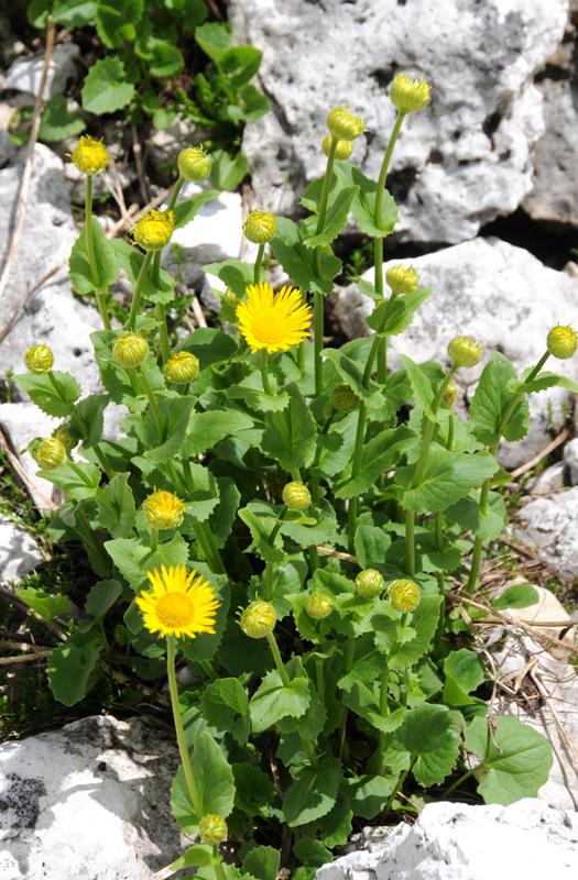 Doronicum columnae