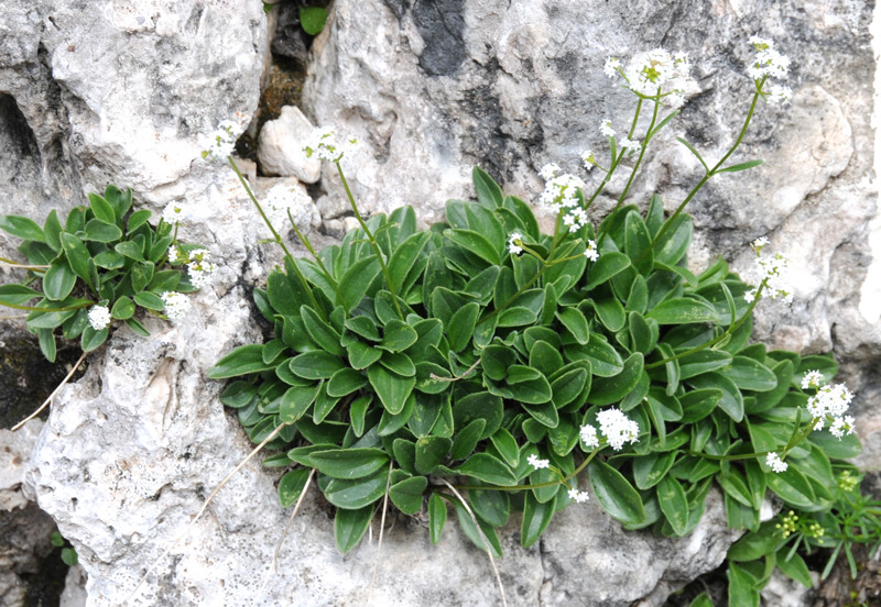 Valeriana saxatilis / Valeriana delle rupi