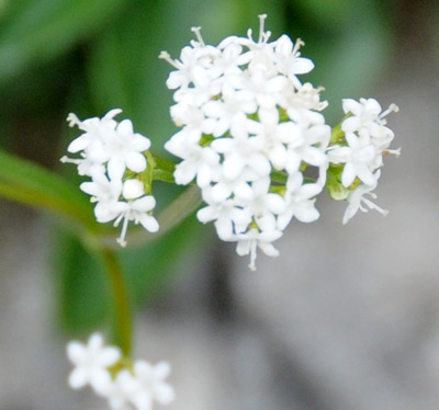 Valeriana saxatilis / Valeriana delle rupi