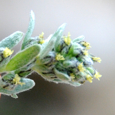 Artemisia umbelliformis  / Genip femmina, G. bianco