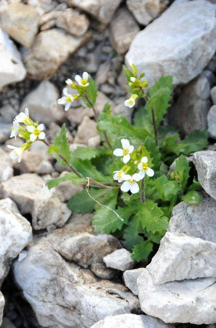 Arabis alpina