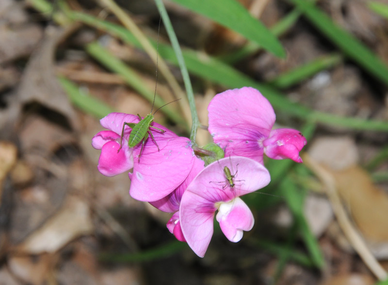 Lathyrus latifolius