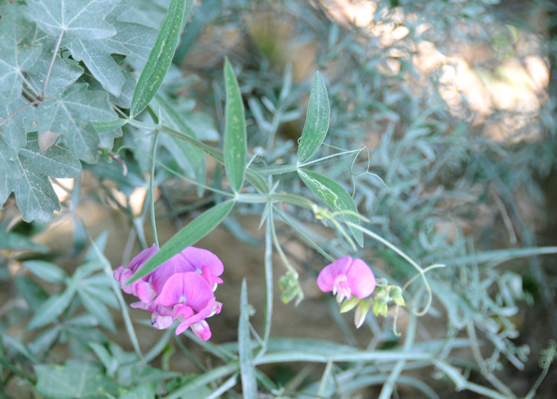 Lathyrus latifolius