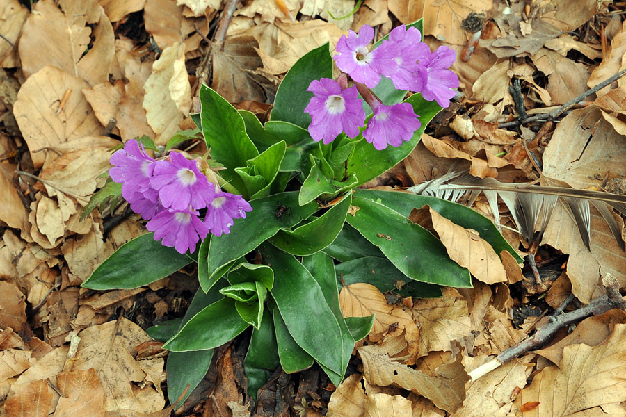 Primula glaucescens