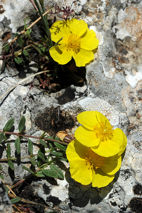 Heliantemum oelandicum subsp. allioni