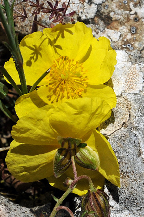 Heliantemum oelandicum subsp. allioni