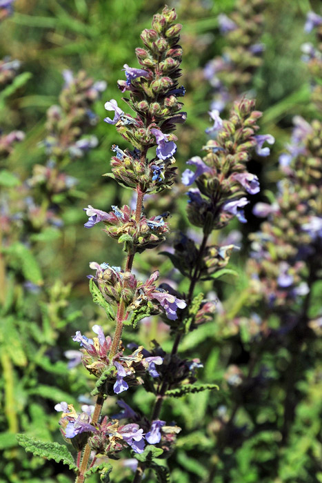 Nepeta foliosa / Gattaia di Sardegna