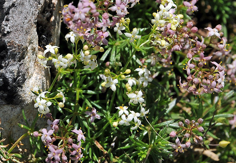 Asperula pumila / Stellina di Sardegna