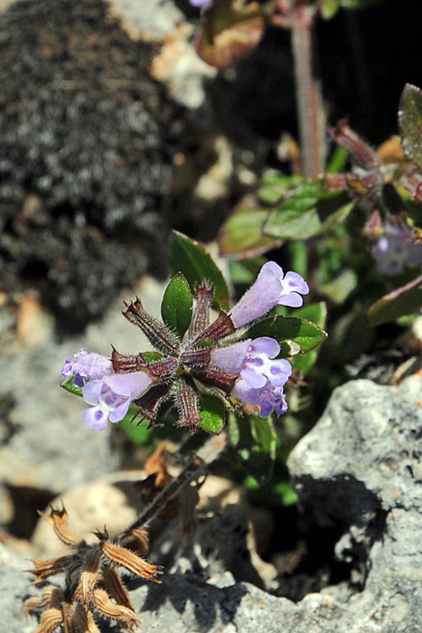 Ziziphora sardoa (=Acinos sardous) / Acino di Sardegna