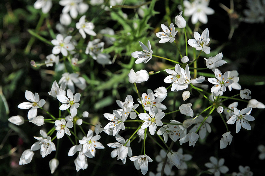 Allium subhirsutum / Aglio pelosetto