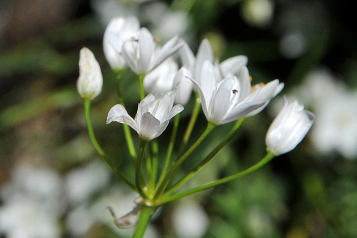 Allium subhirsutum / Aglio pelosetto