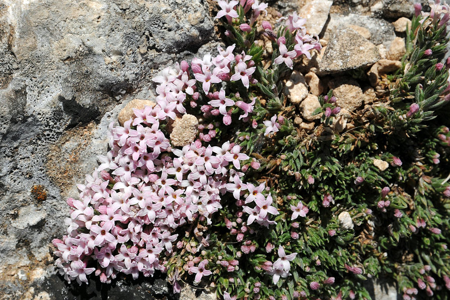 Asperula pumila / Stellina di Sardegna