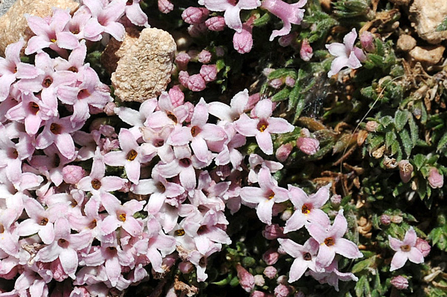 Asperula pumila / Stellina di Sardegna