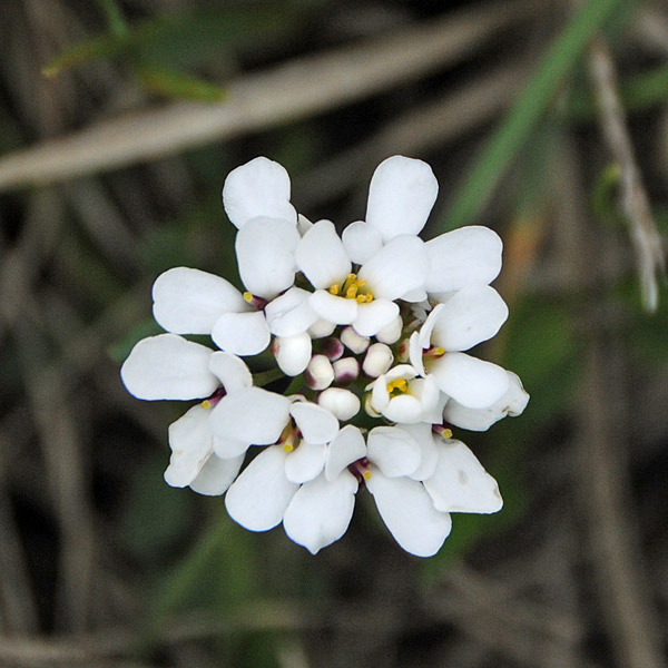 Iberis carnosa o Iberis sempervirens ?