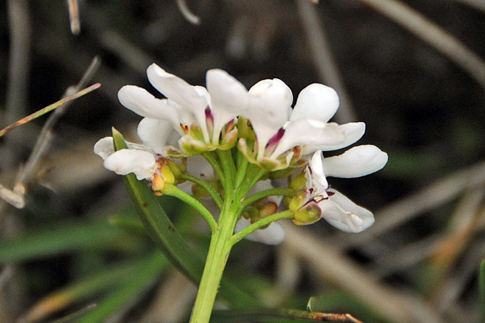 Iberis carnosa o Iberis sempervirens ?