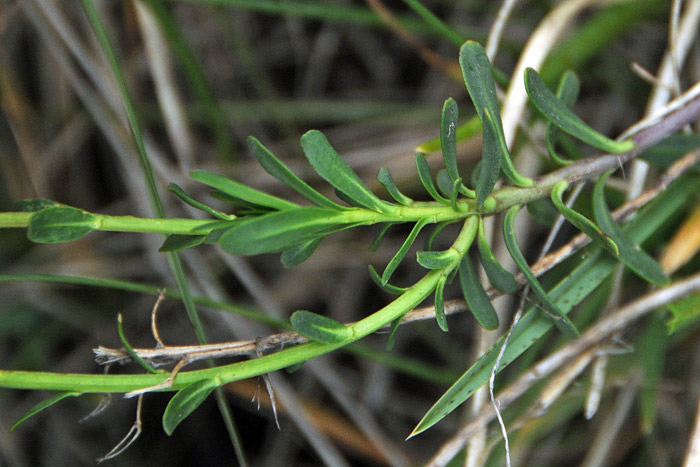 Iberis carnosa o Iberis sempervirens ?