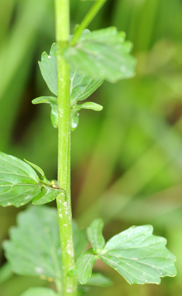 Barbarea vulgaris