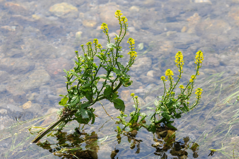 Barbarea vulgaris