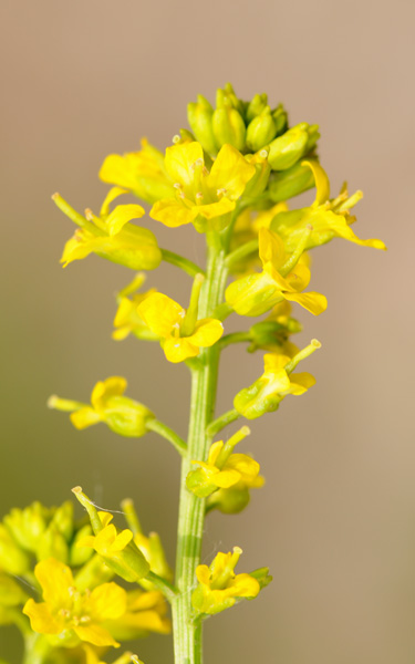 Barbarea vulgaris