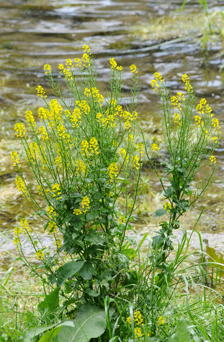 Barbarea vulgaris