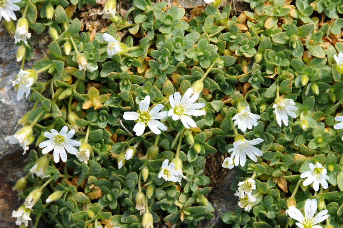 Cerastium uniflorum