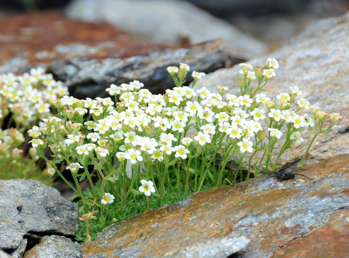 Saxifraga sp.