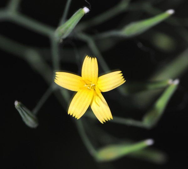 Mycelis muralis (=Lactuca muralis) / Lattuga dei boschi