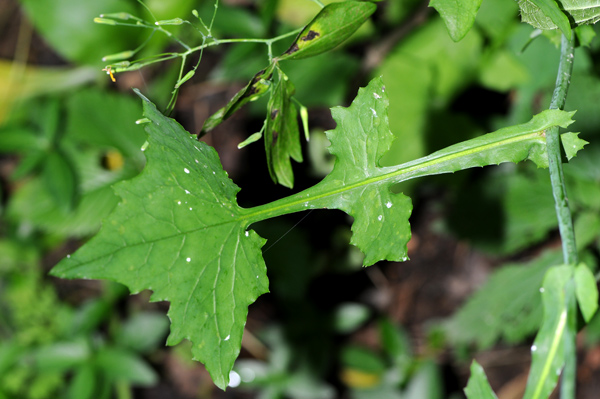 Mycelis muralis (=Lactuca muralis) / Lattuga dei boschi