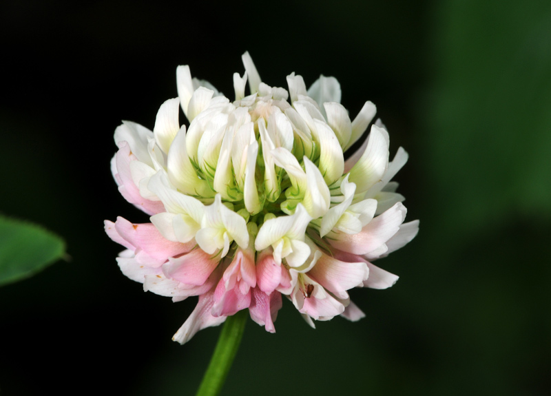 Trifolium hybridum - Trifoglio ibrido