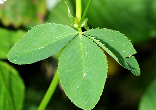 Trifolium hybridum - Trifoglio ibrido