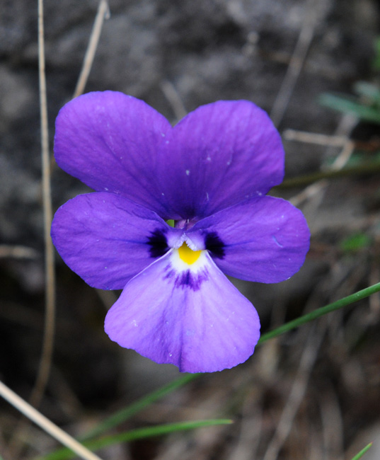 Viola dubyana