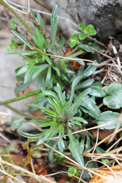 Viola dubyana