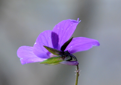 Viola dubyana