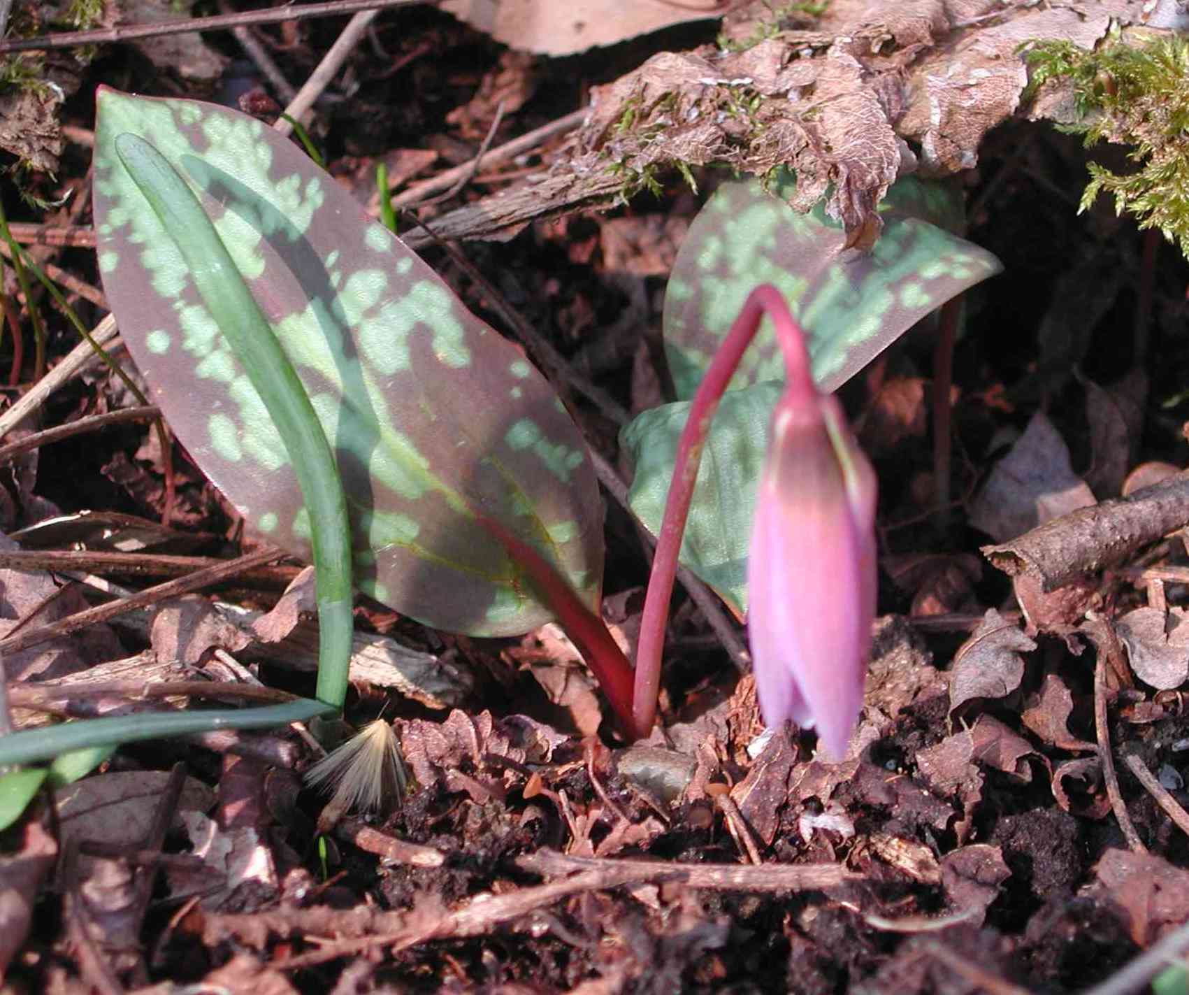 Fiore Ticino - Erythronium dens-canis