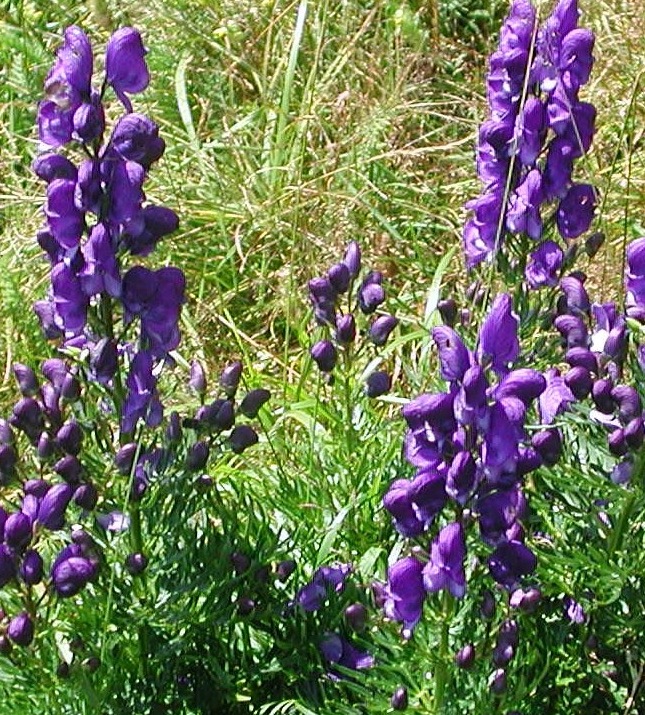 Aconitum tauricum / Aconito taurico