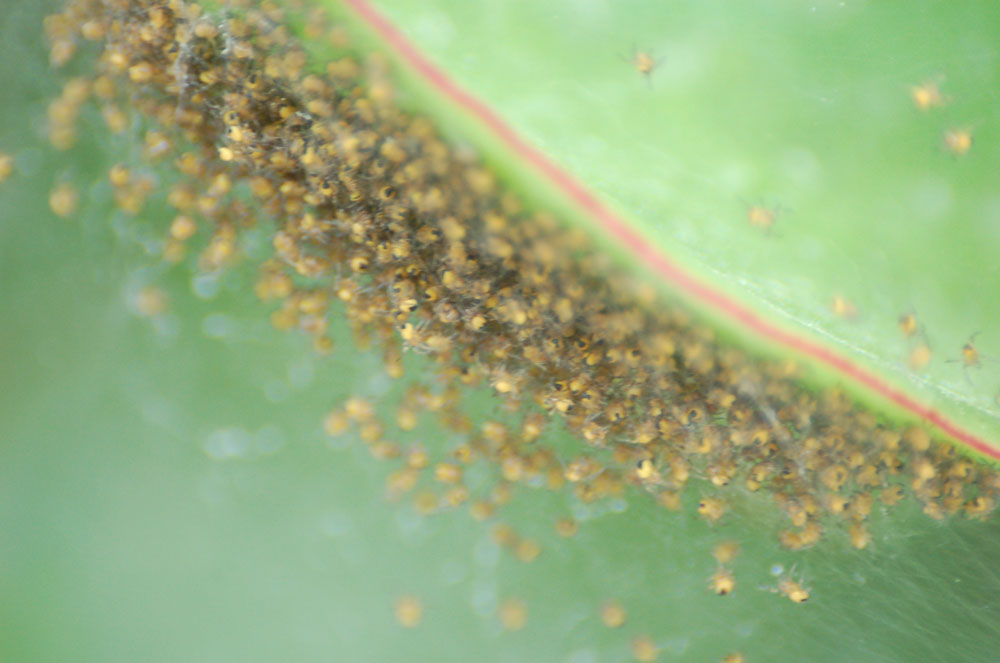 Zoropsis spinimana e nidiata di probabili Araneus diadematus