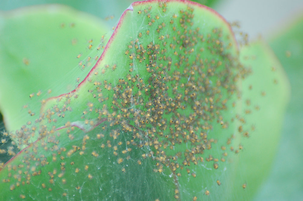 Zoropsis spinimana e nidiata di probabili Araneus diadematus