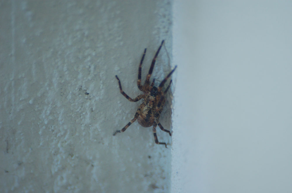 Zoropsis spinimana e nidiata di probabili Araneus diadematus