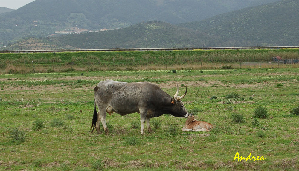 Toro e Vacche maremmane