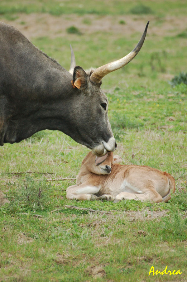 Toro e Vacche maremmane