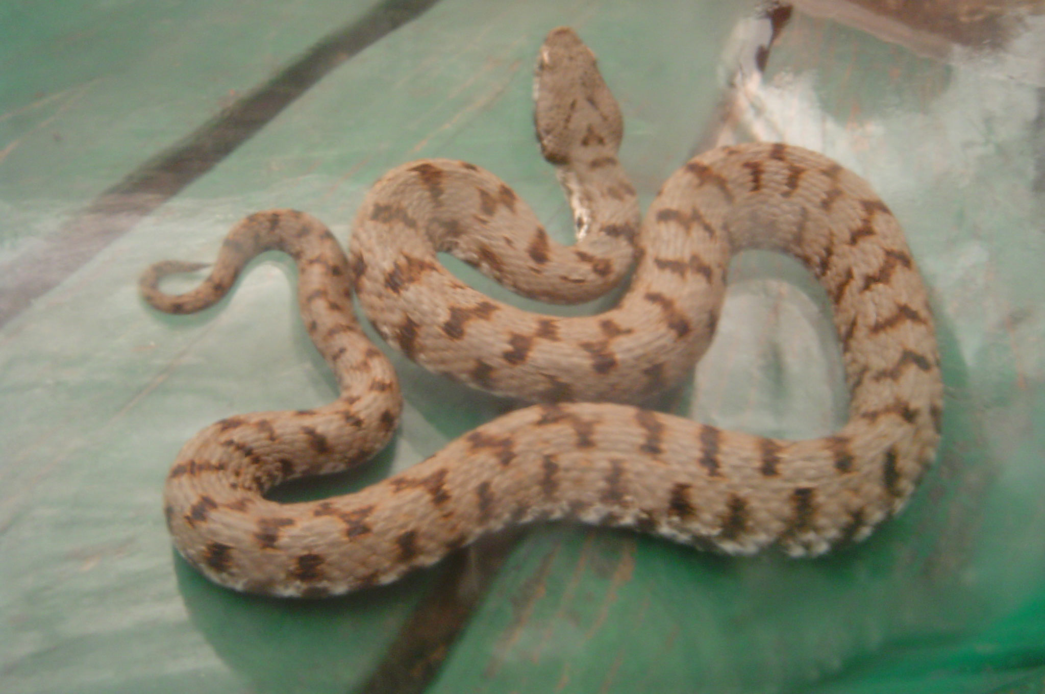 Vipera aspis atra