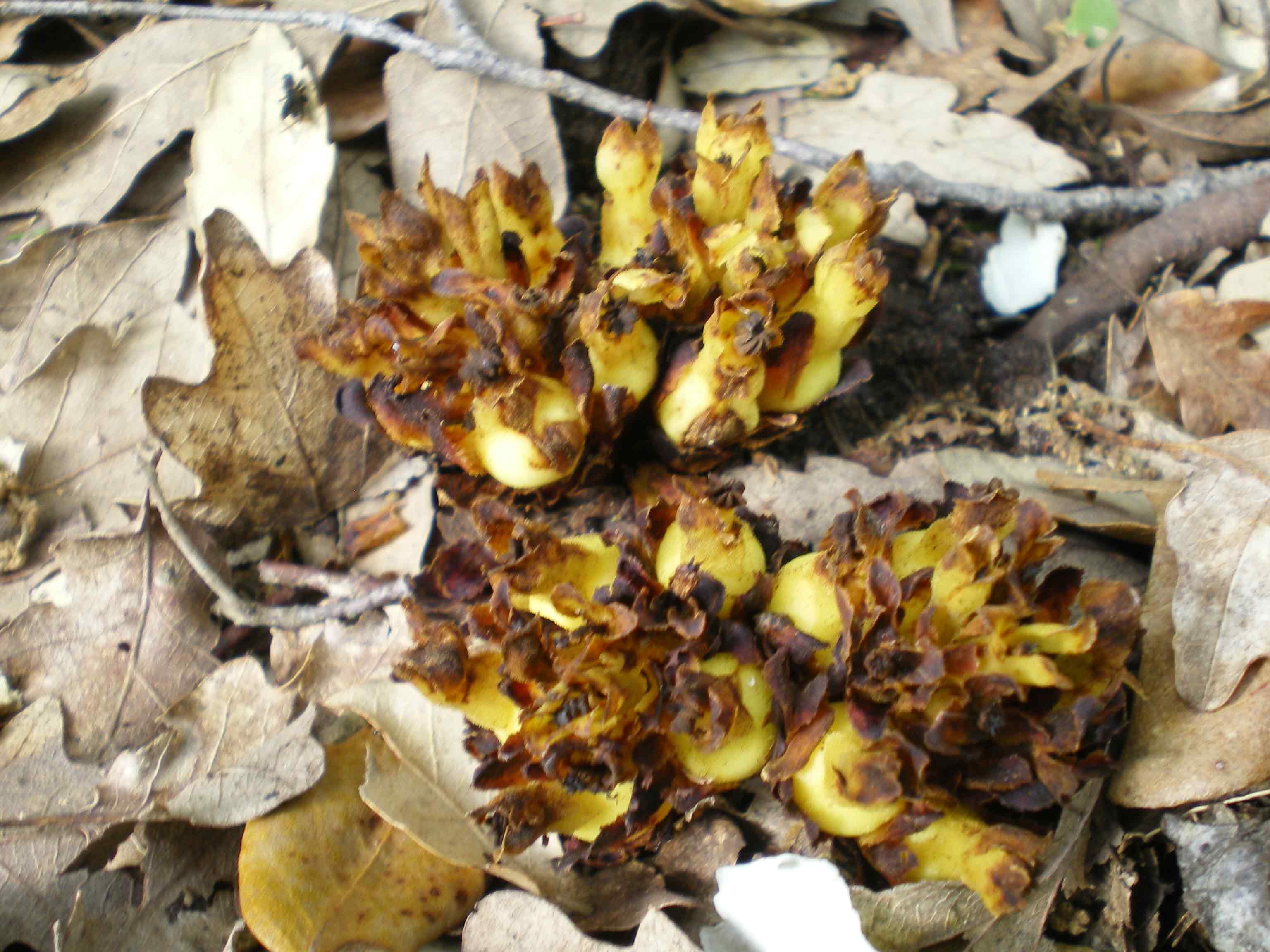 Cytinus hypocistis / Ipocisto giallo