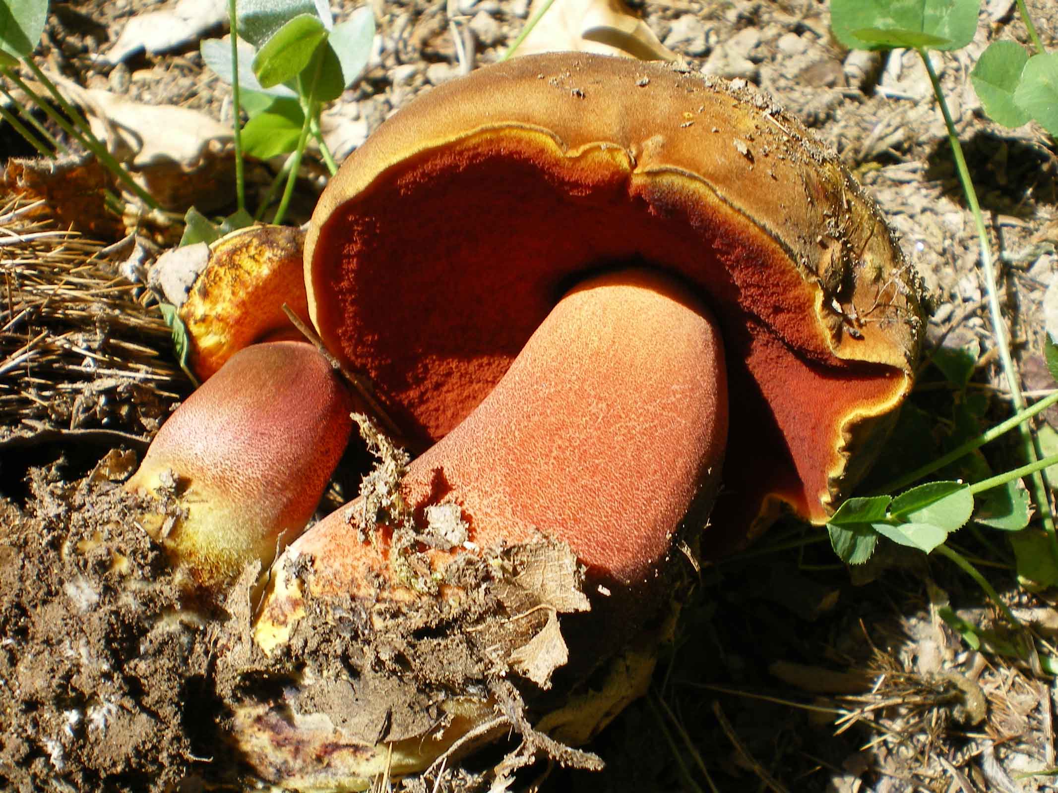 Boletus quelitii ? e ...l''altro??