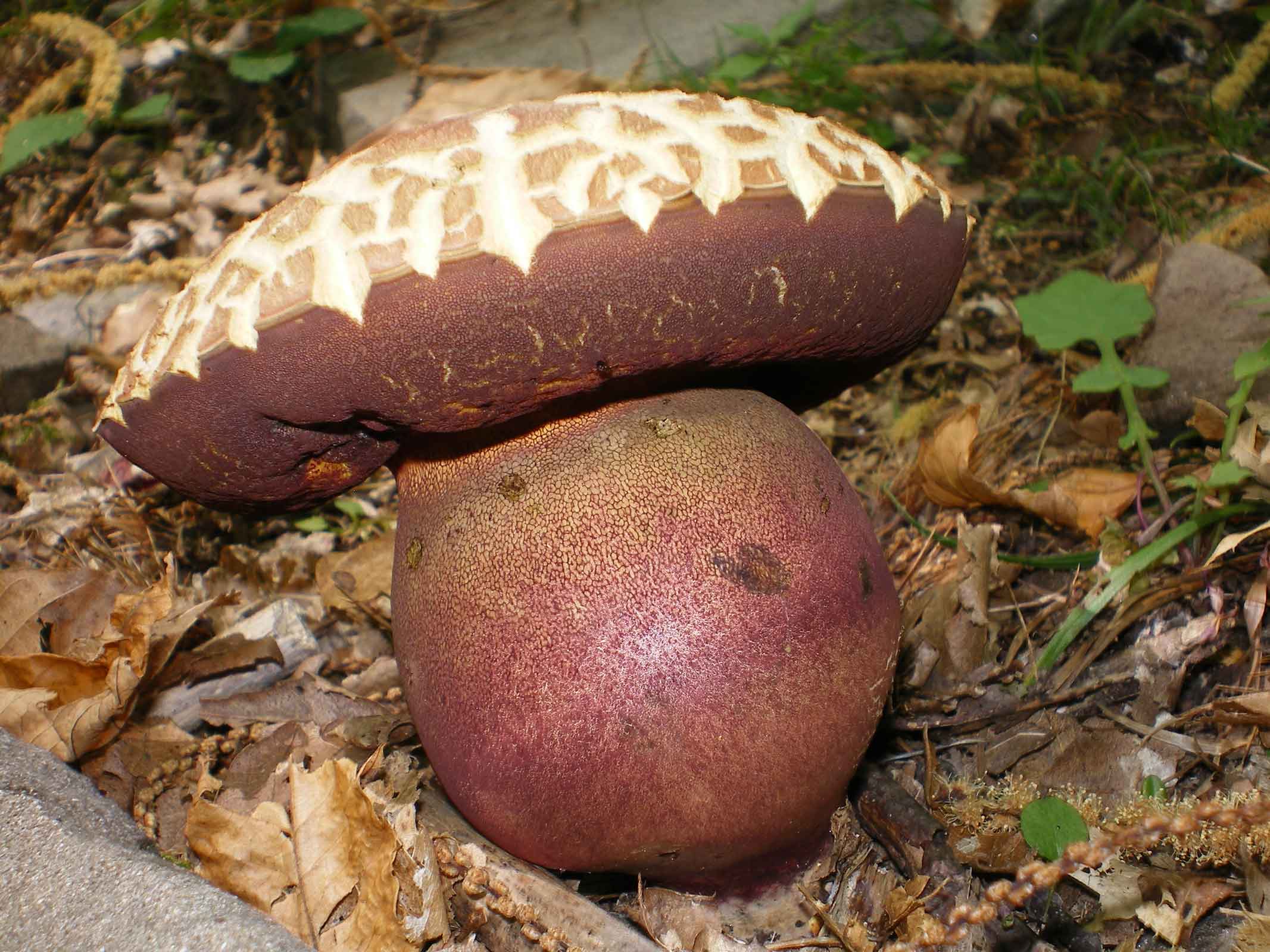 Boletus quelitii ? e ...l''altro??