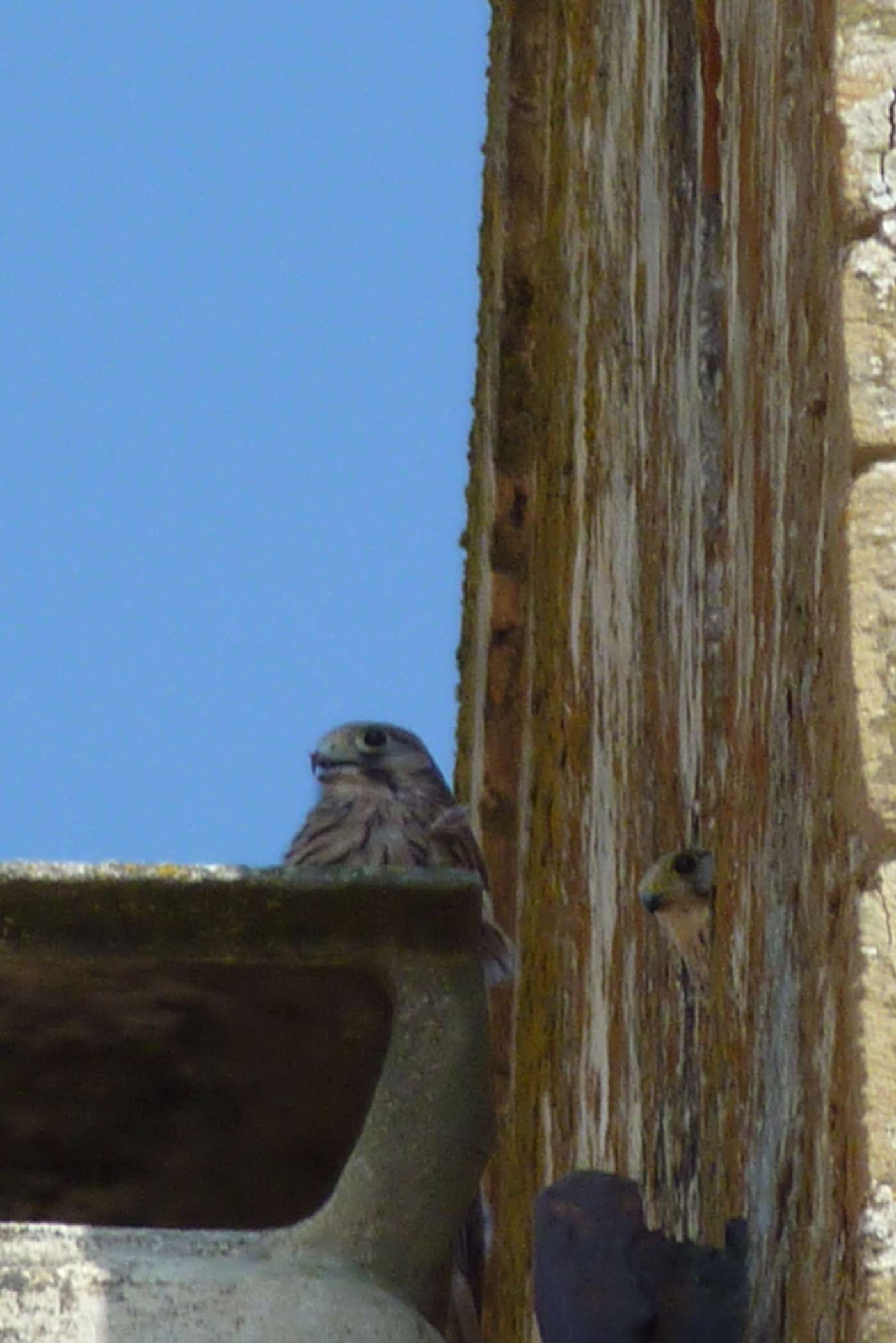 Rapace diurno da determinare.