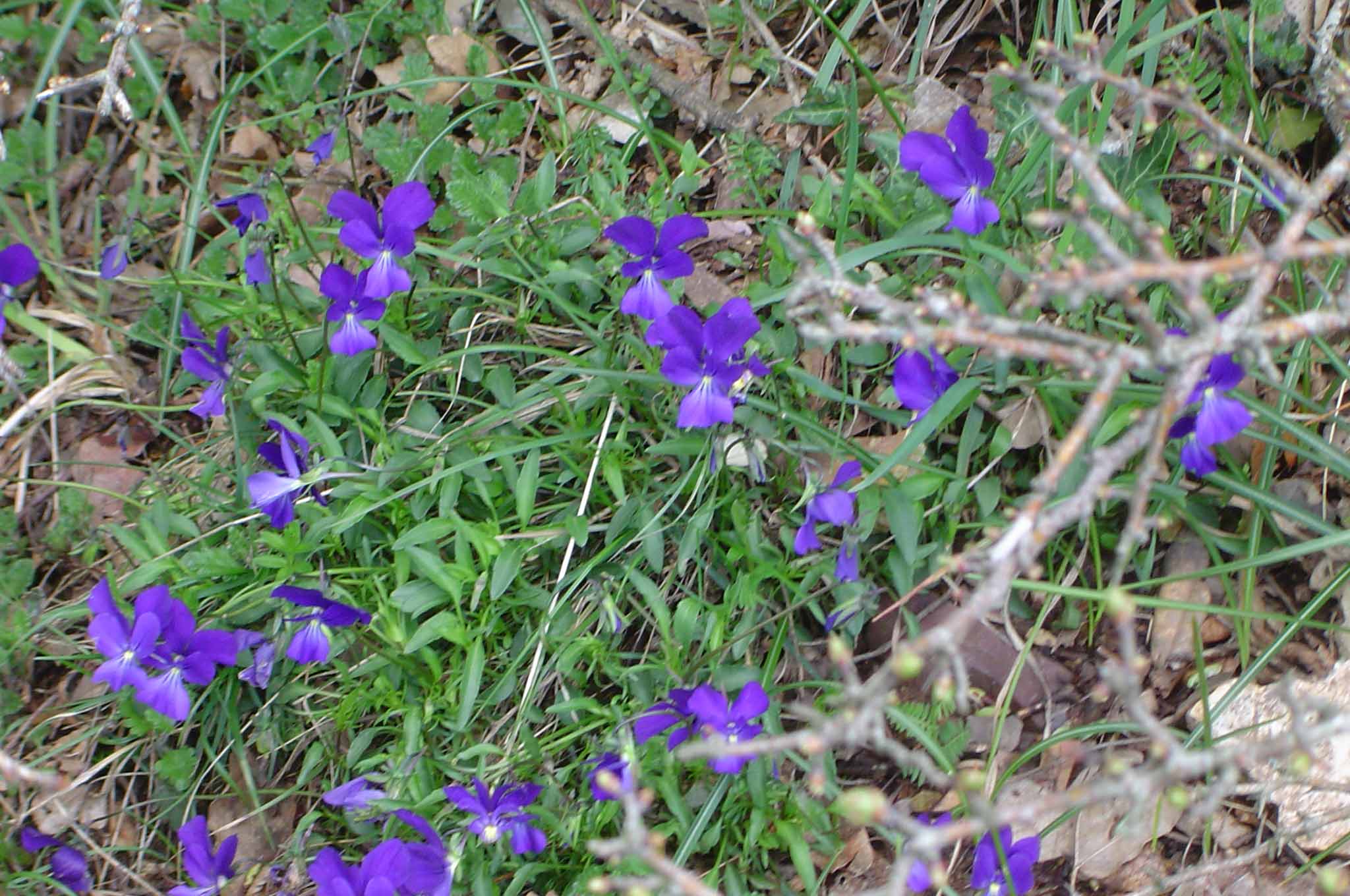 Orchis pauciflora, Montieri - GR