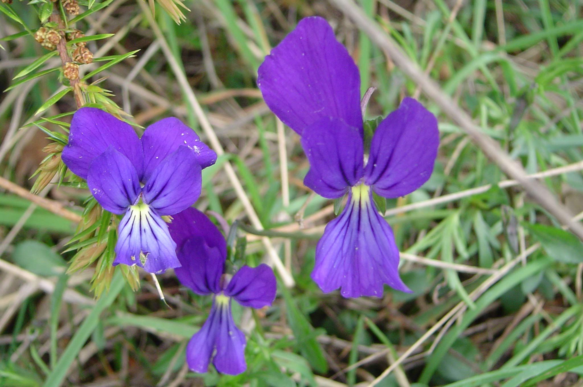 Orchis pauciflora, Montieri - GR